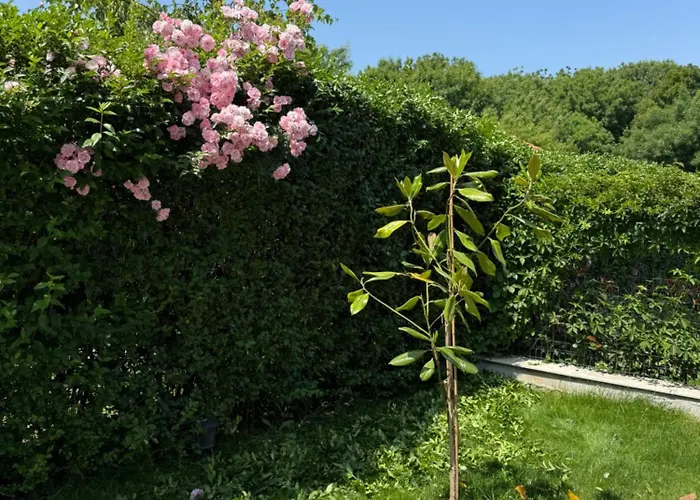 винсент - Vincent * Lozenets